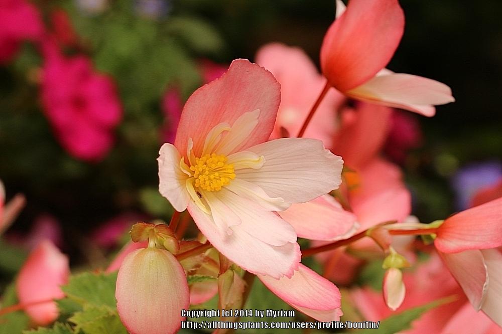 Begonia Waterfall® Angel Falls Soft Pink in the Begonias Database