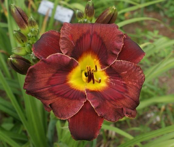Photo of Daylily (Hemerocallis 'Diana Grenfell') uploaded by poplarcreek
