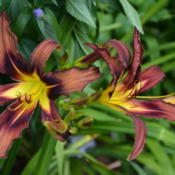 Location: my garden, GermanyDate: 2014-07-06