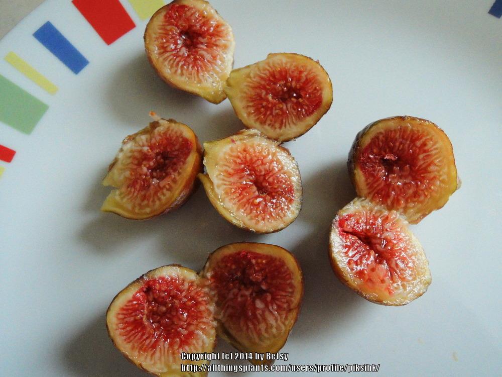 Figs Plant Care and Collection of Varieties