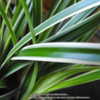 Starter plant just received