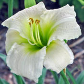 Location: My GardensDate: JULY 10, 2014Close Up View