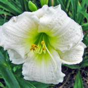 Location: My GardensDate: July 10, 2014Close Up View