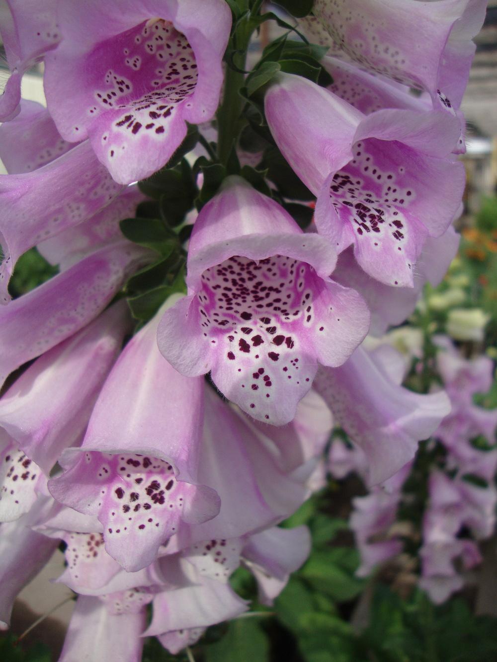 Photo of the bloom of Foxglove (Digitalis purpurea Camelot™ Lavender