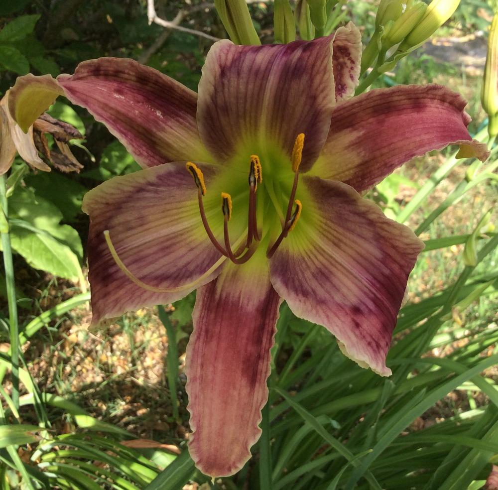 Photo of the bloom of Daylily (Hemerocallis 'Kickin Chicken') posted by