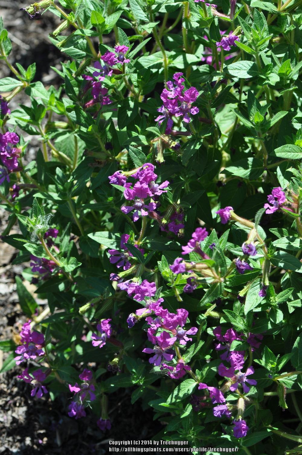 Cuphea (Cuphea llavea Sriracha™ Violet) - Garden.org