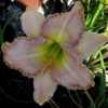 Photo Courtesy of Lobo Rose and Daylily Gardens. Used With Permis