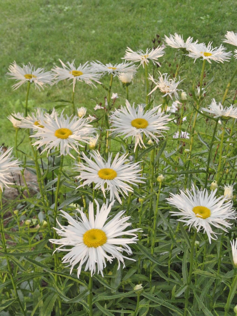 Shasta Daisies Plant Care and Collection of Varieties