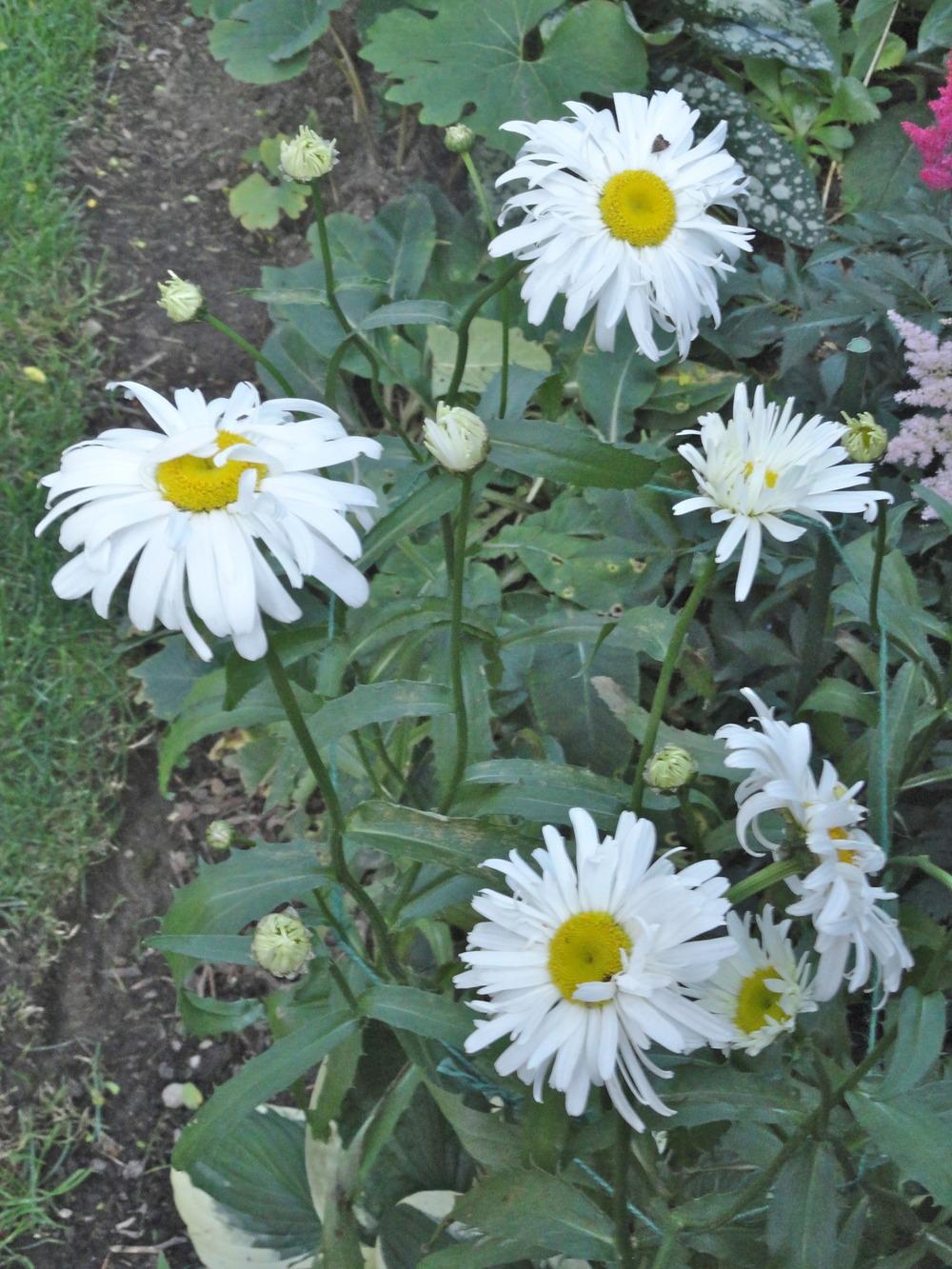 Shasta Daisies Plant Care and Collection of Varieties
