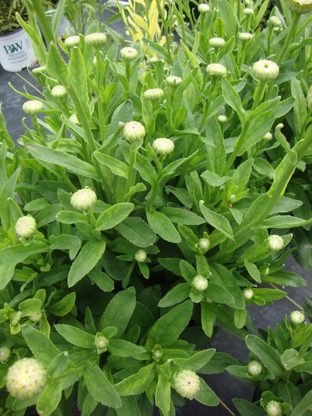 Shasta Daisies Plant Care and Collection of Varieties