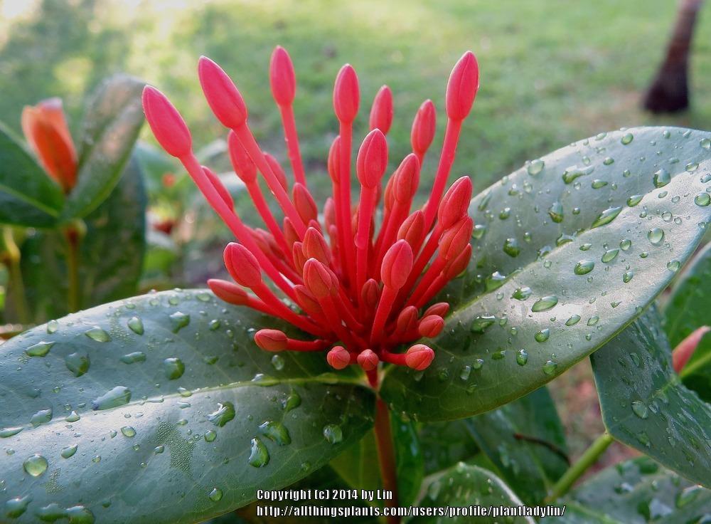 Flame of the Woods (Ixora coccinea 'Maui Red') - Garden.org