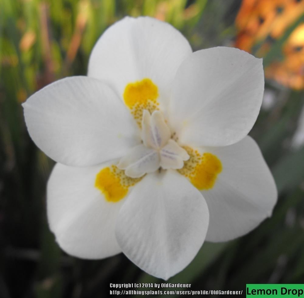 Photo of the bloom of Fortnight Lily (Dietes bicolor ‘Lemon Drop