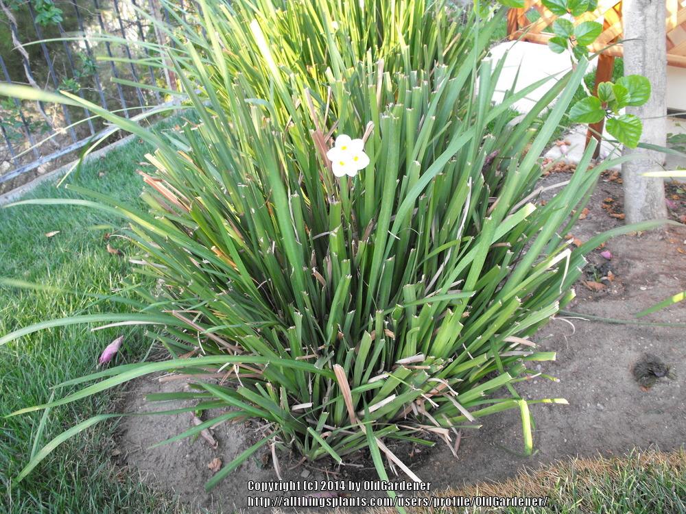 Photo of the entire plant of Fortnight Lily (Dietes bicolor ‘Lemon Drop