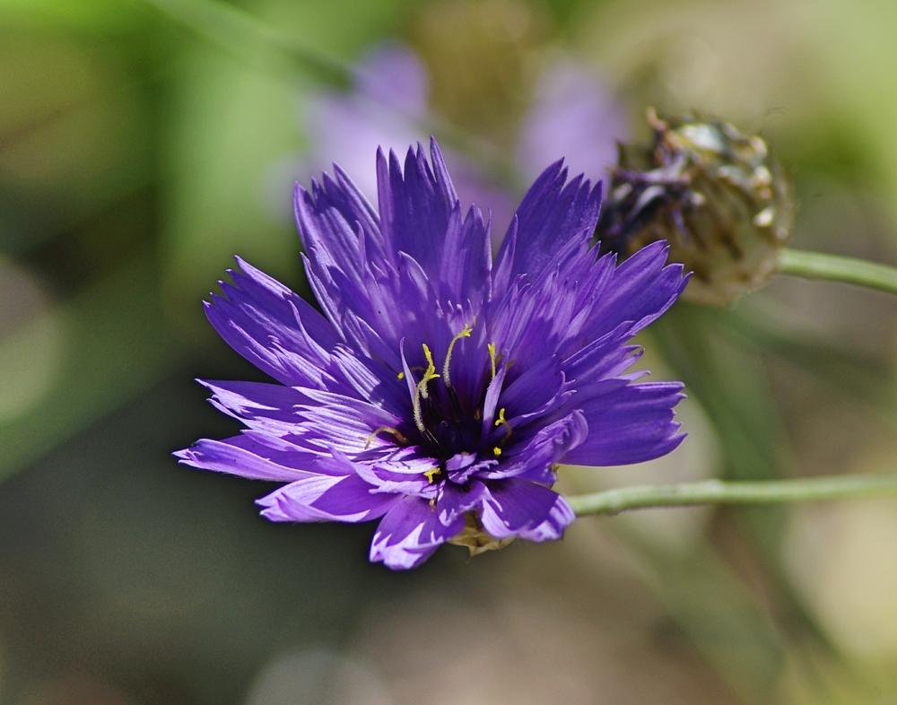 Cupid's Dart (Catananche caerulea)