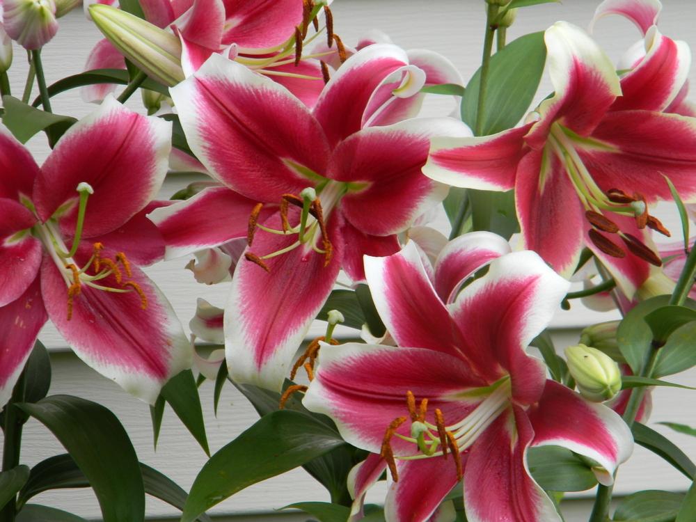 Photo of the bloom of Lily (Lilium 'Candy Club') posted by mattsmom