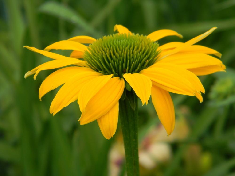 Coneflower (Echinacea 'Leilani') in the Coneflowers Database