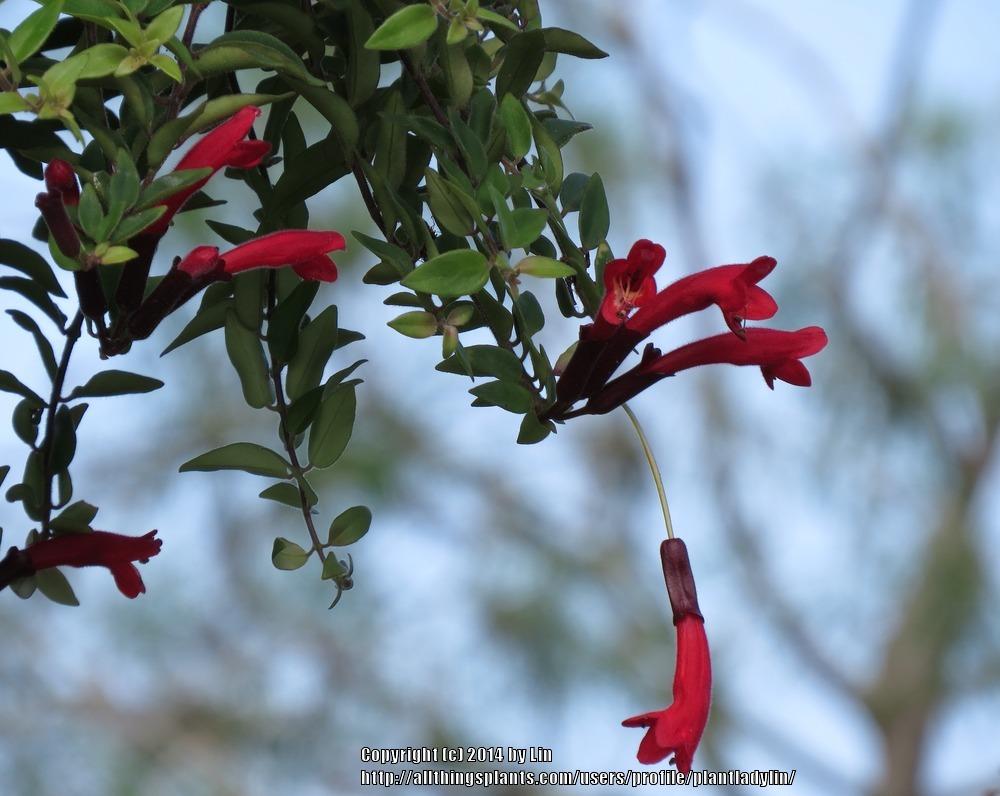 Photo of the bloom of Lipstick Plant (Aeschynanthus radicans 'Twister