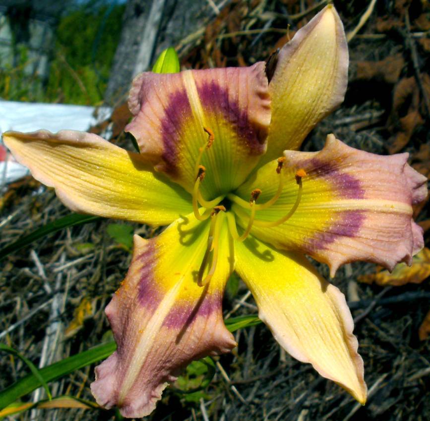 Photo of the bloom of Daylily (Hemerocallis 'Heavenly Pink Butterfly