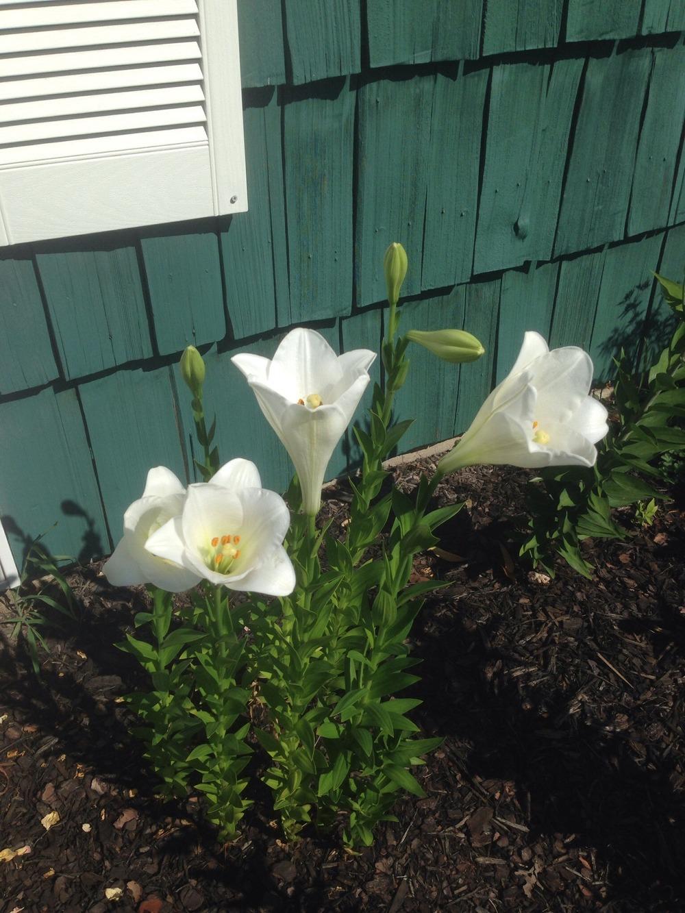 Lily (Lilium 'Candlestick') in the Lilies Database