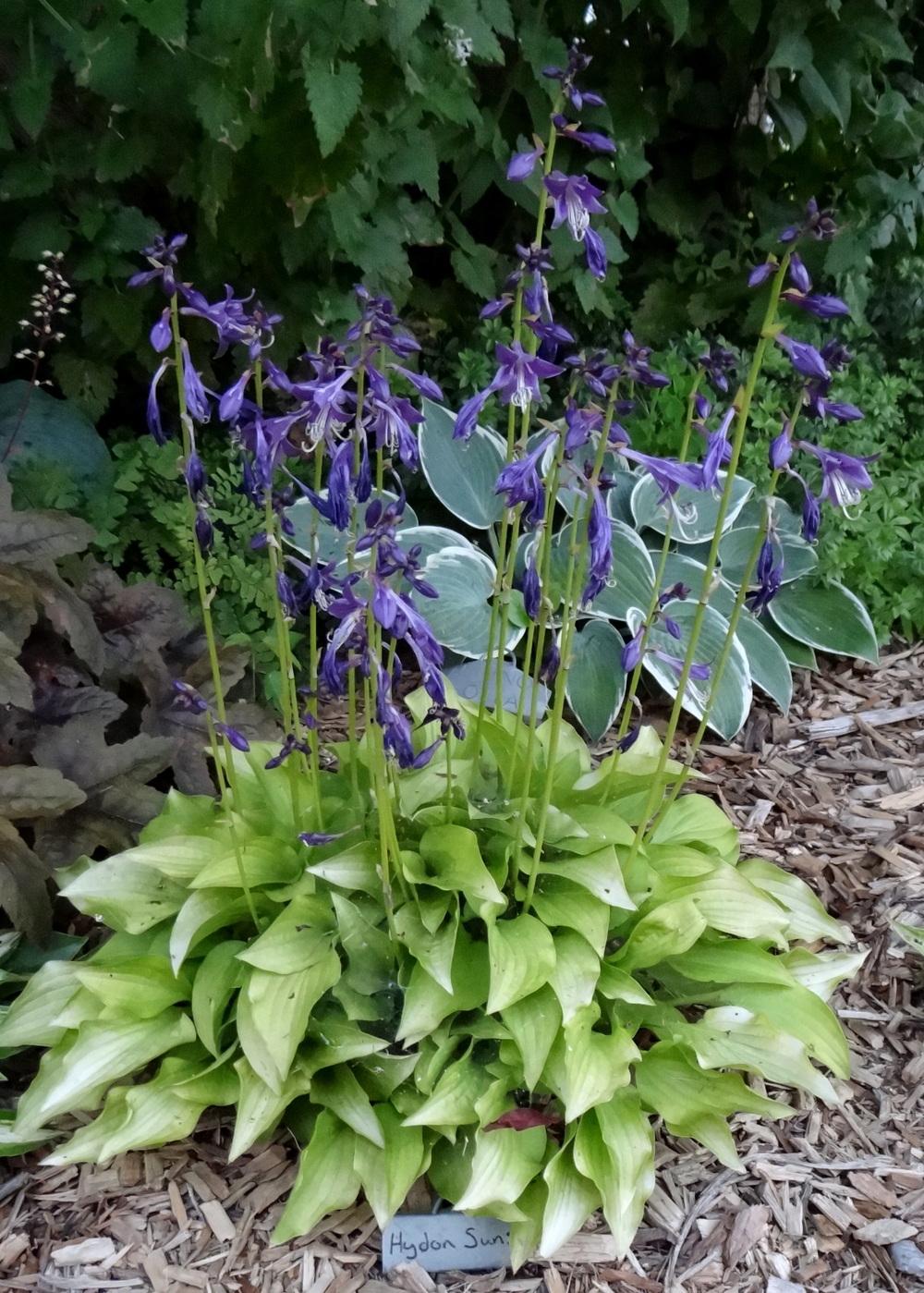 Photo of the entire plant of Hosta 'Hydon Sunset' posted by Tepelus