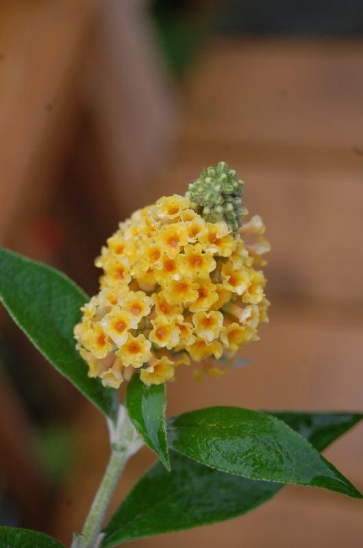 Butterfly Bush (Buddleja 'Golden Glow') in the Butterfly Bushes