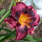 Location: My GardenDate: 2014-07-23