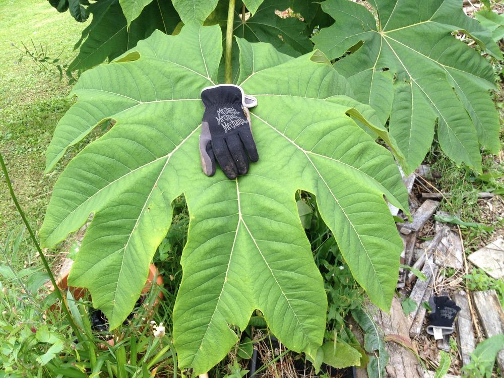 Photo of the leaves of Rice Paper Plant (Tetrapanax papyrifer 'Rex