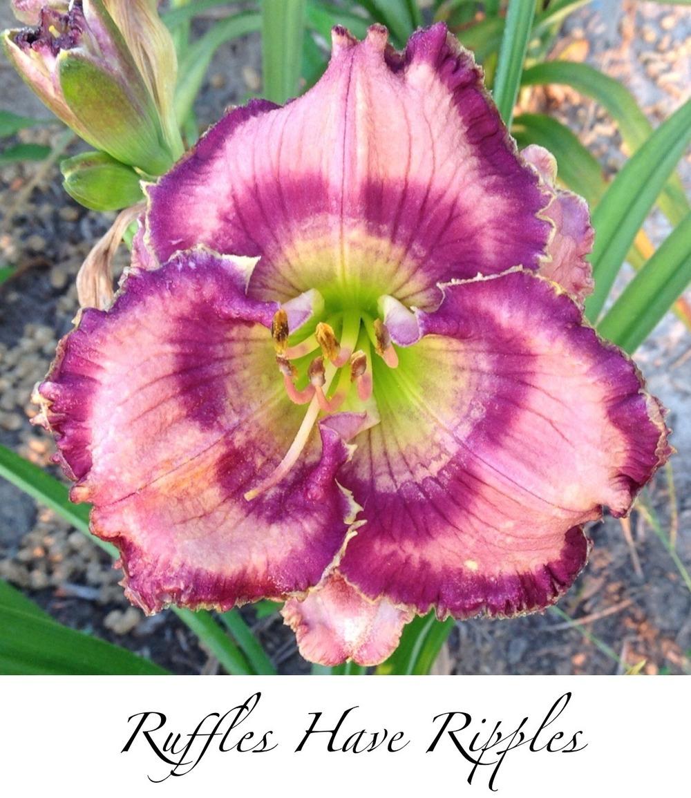 Daylily (Hemerocallis 'Ruffles Have Ripples') in the Daylilies Database ...