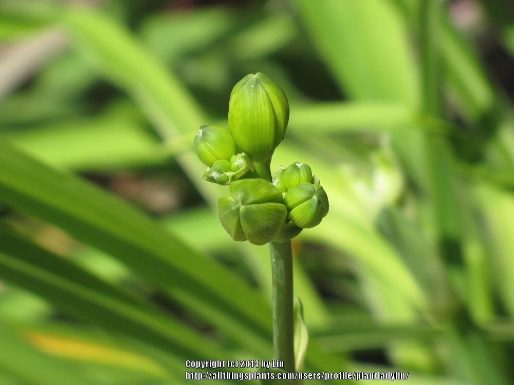 Photo of the closeup of buds, sepals and receptacles of Daylily ...
