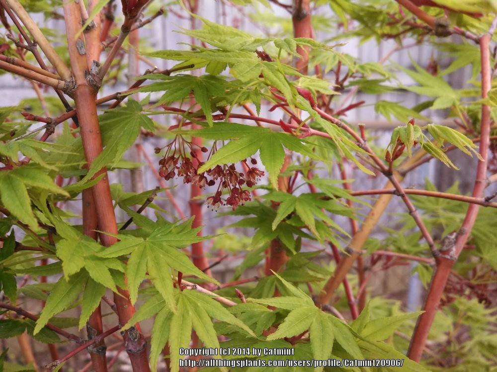 Japanese Maple (Acer palmatum &lsquo;Japanese Sunrise&rsquo;) - Garden.org