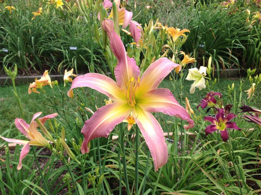Daylily (Hemerocallis 'The Sky is Falling') in the Daylilies Database