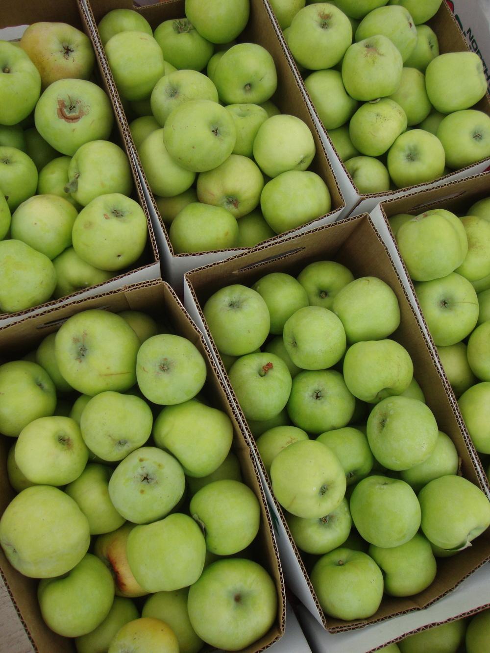 Photo of the fruit of Apple (Malus domestica 'Gravenstein') posted by