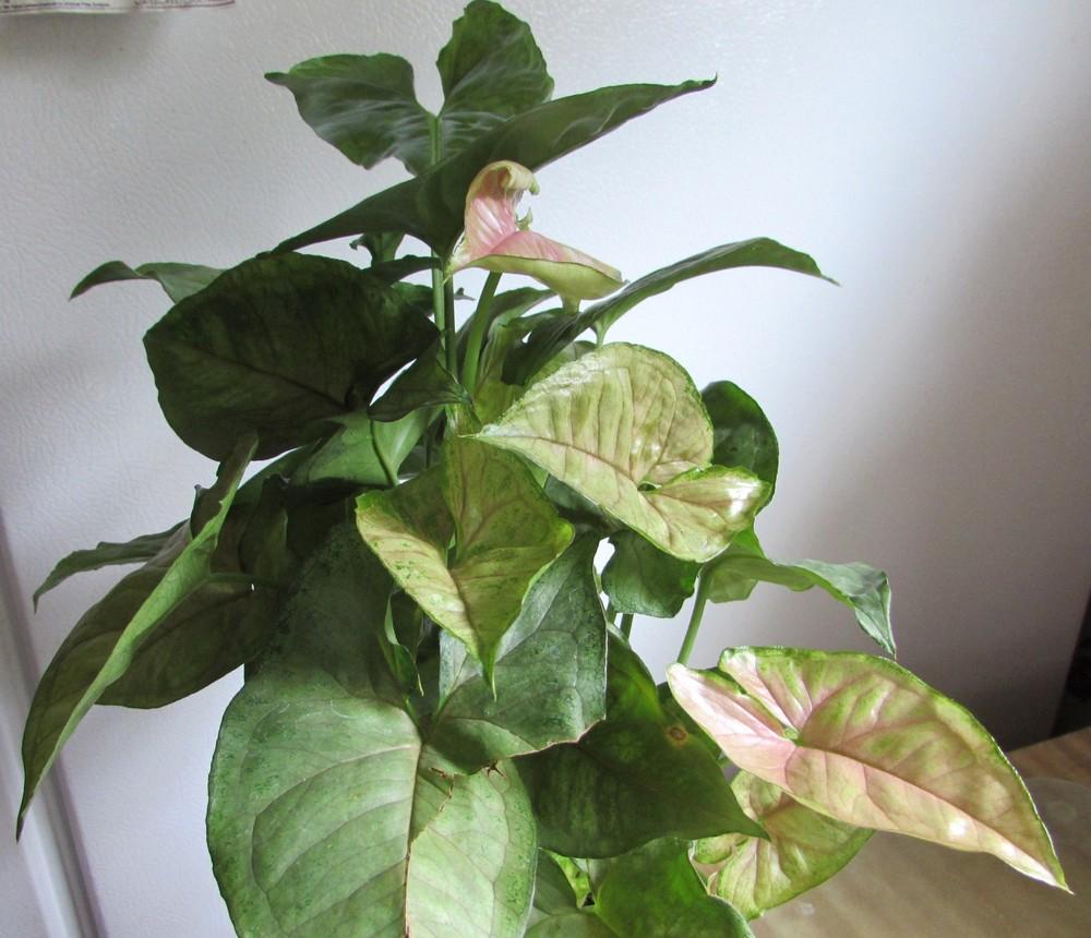 Photo of the entire plant of Arrowhead Plant (Syngonium