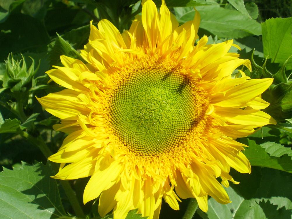 Sunflowers Plant Care and Collection of Varieties
