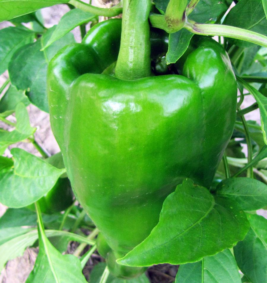 Photo of the fruit of Bell Pepper (Capsicum annuum 'Big Bertha') posted