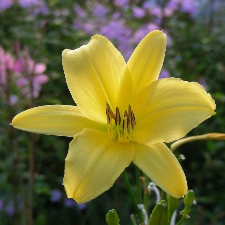 Daylily (Hemerocallis 'Autumn Prince') in the Daylilies Database