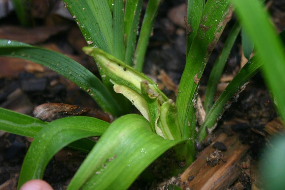 Variegated Daylily? in the Daylilies forum