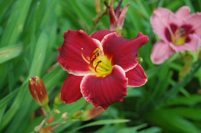 Photo of the bloom of Daylily (Hemerocallis 'Pocket Change') posted by