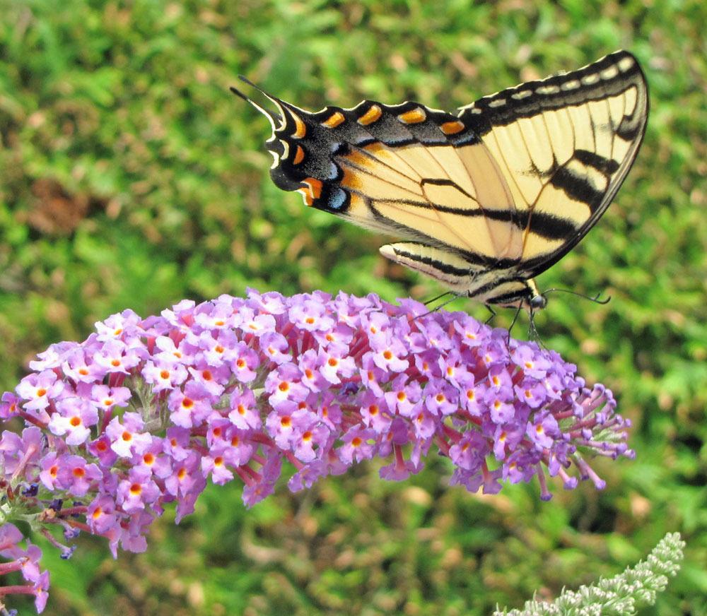 Butterfly Bushes Plant Care and Collection of Varieties
