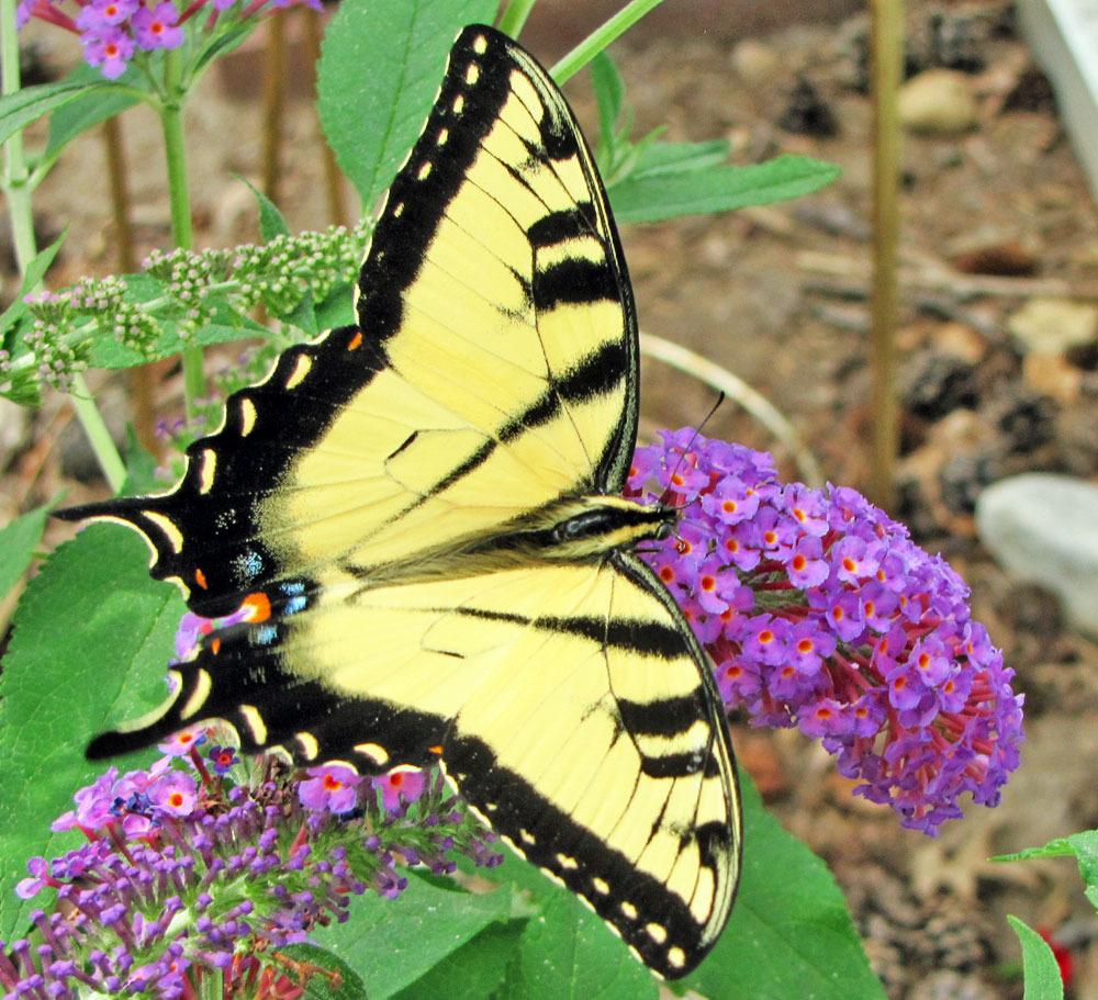 Butterfly Bushes Plant Care and Collection of Varieties