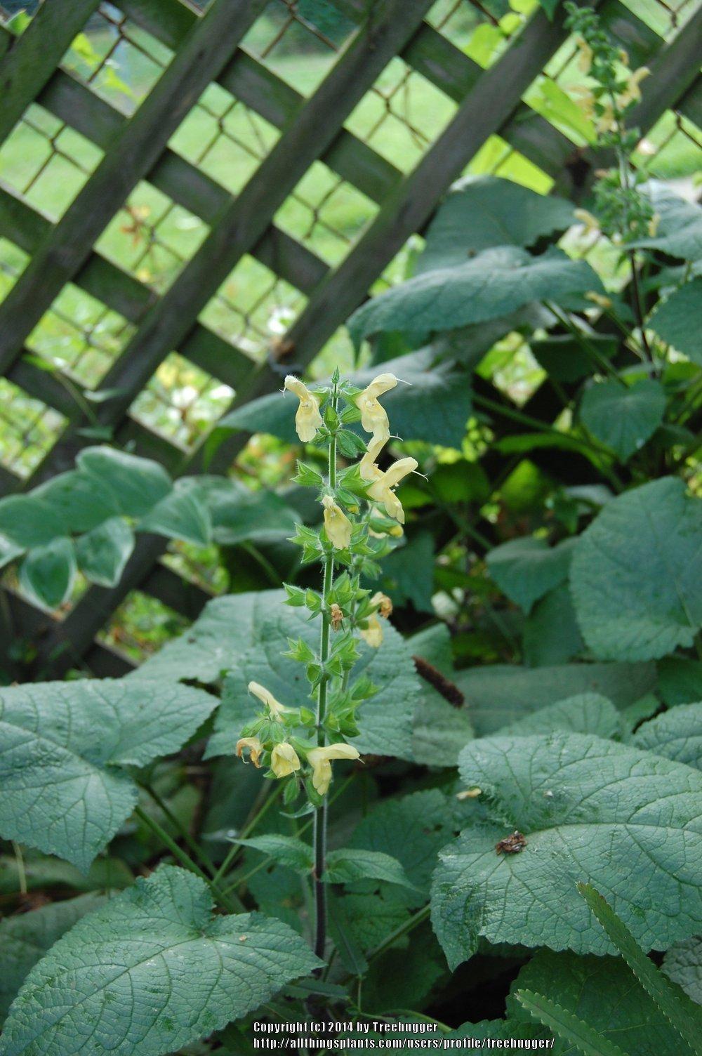Photo of the leaves of Japanese Yellow Sage (Salvia koyamae) posted by treehugger