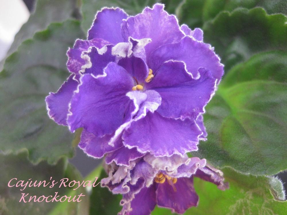 African Violet (Streptocarpus 'Cajun's Royal Knockout') in the Cape