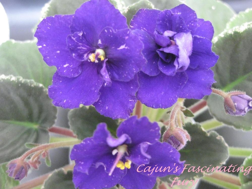 African Violet (Streptocarpus 'Cajun's Fascinating Fury') in the Cape