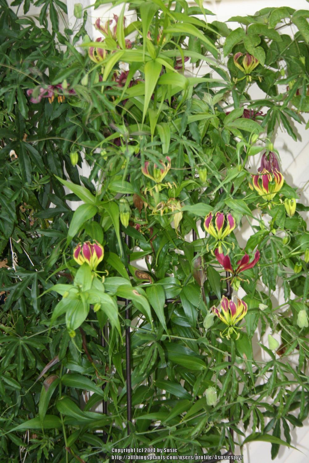 Photo of the entire plant of Gloriosa Lily (Gloriosa carsonii) posted