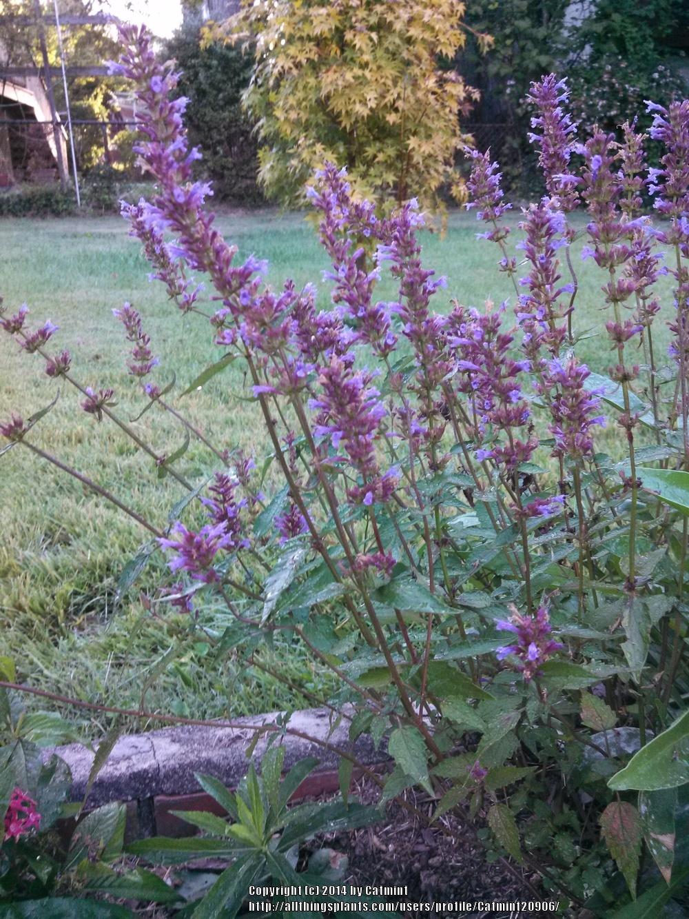 Photo of the entire plant of Giant Hyssop (Agastache 'Purple Haze