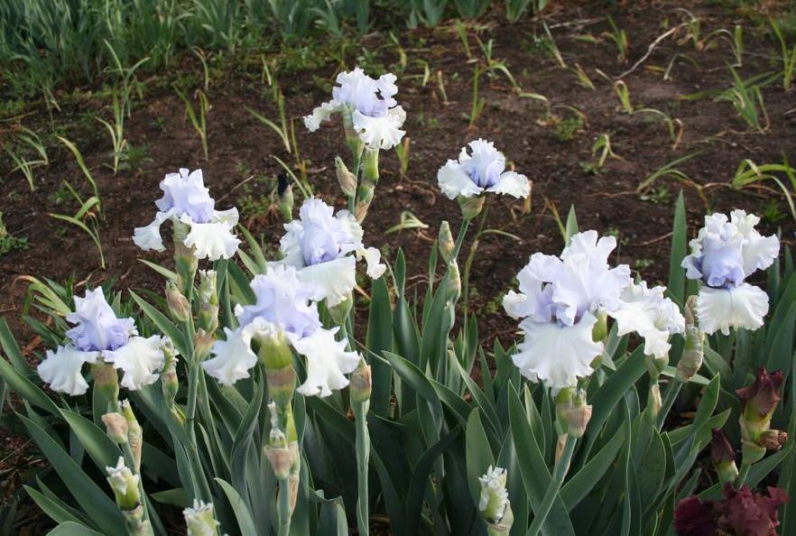Photo of the bloom of Tall Bearded Iris (Iris 'Chinook Winds') posted