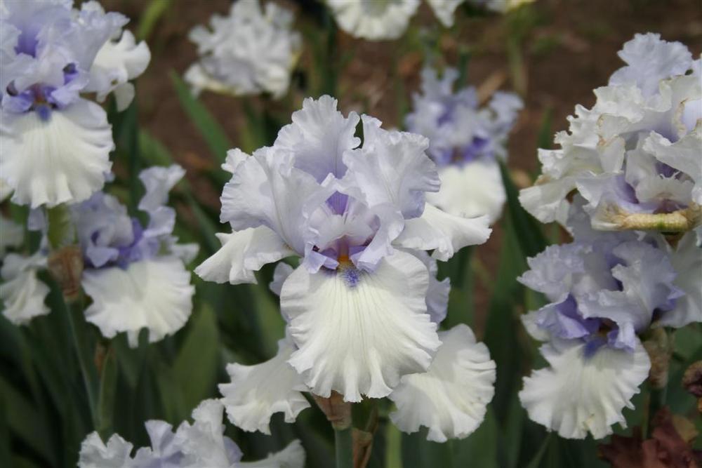 Photo of the bloom of Tall Bearded Iris (Iris 'Chinook Winds') posted