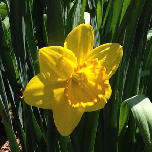 Large Cupped Daffodil (Narcissus 'Border Legend') in the Daffodils