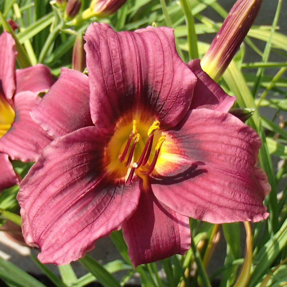 Daylily (Hemerocallis 'Grape Magic') in the Daylilies Database - Garden.org