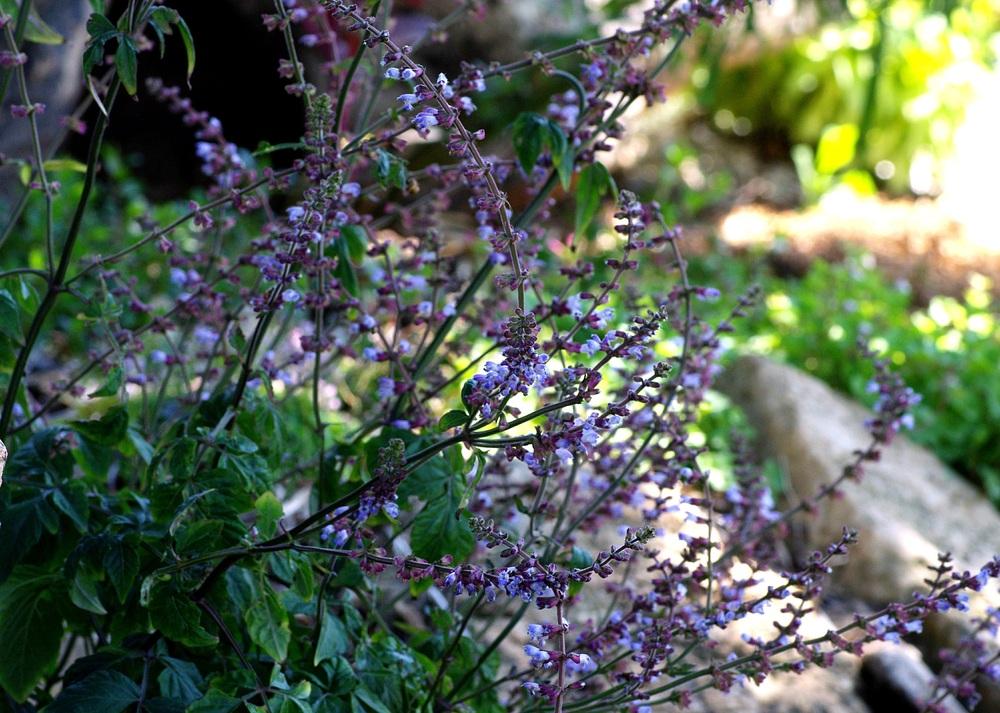 Japanese Woodland Sage (Salvia japonica) in the Salvias Database